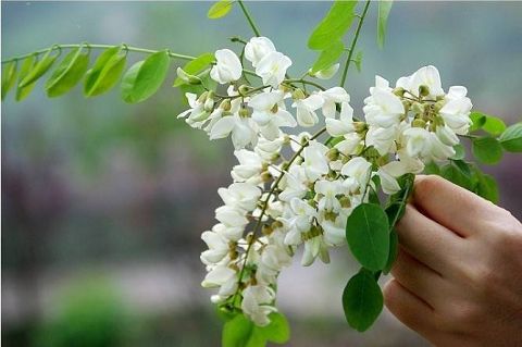 Sophora davidii seed